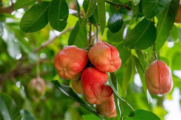 Is ackee a fruit or veg?