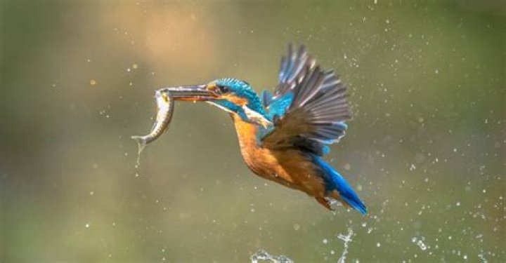 Is Kingfisher a animal?
