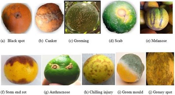 Is May Chang a citrus?
