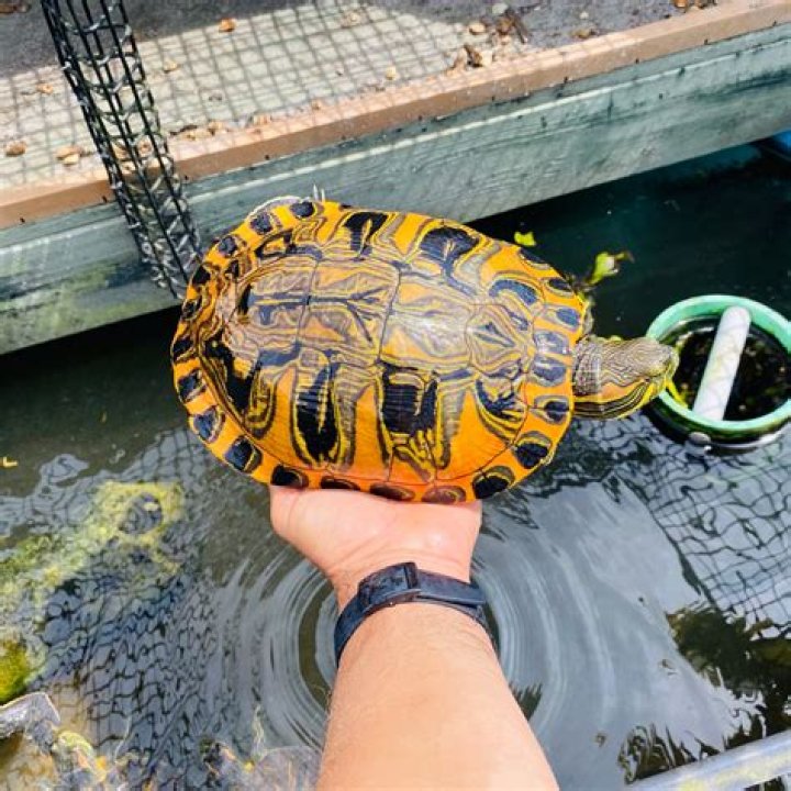 Is the turtle source reliable?