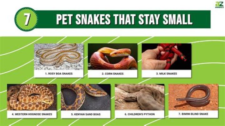 Is there a snake that stays small?