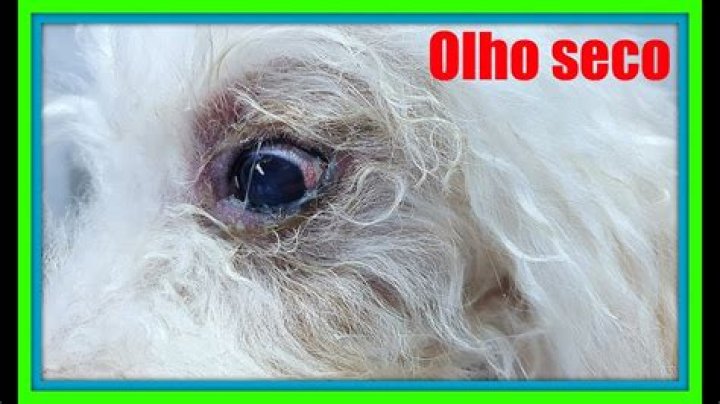 O que acontece quando o olho do cachorro fica branco?