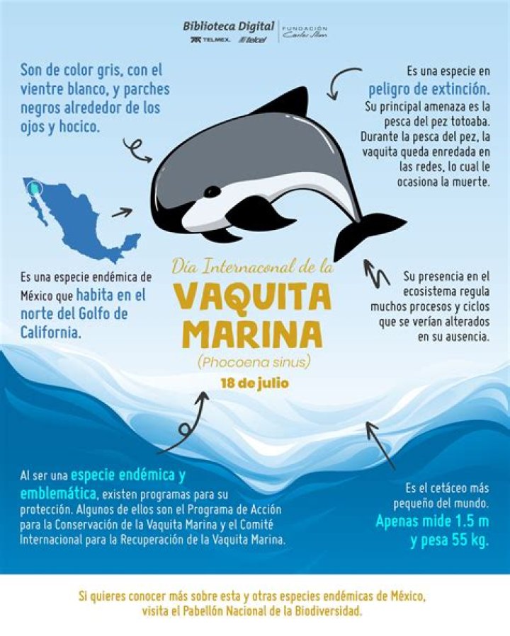 ¿Por que matan a la vaquita marina?