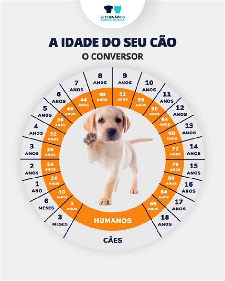 Qual a idade que o cachorro parar de crescer?