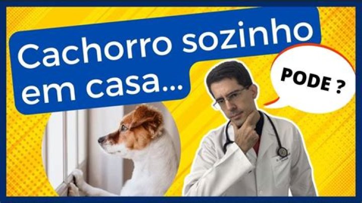 Quanto tempo o cachorro pode ficar sozinho em casa?
