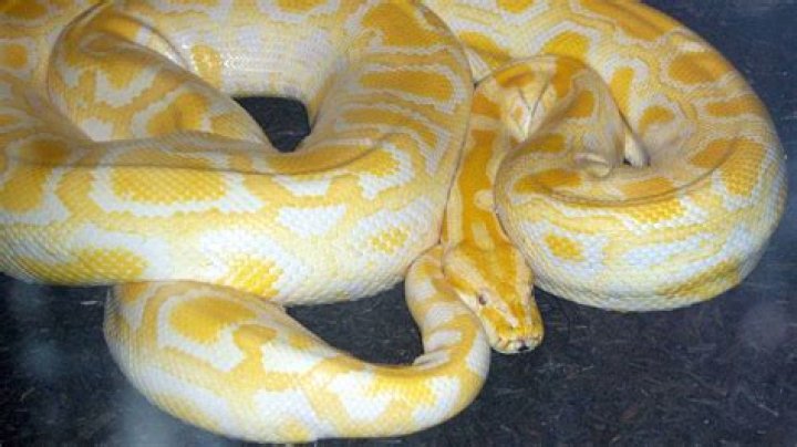 ¿Que darle de comer a una boa constrictor?