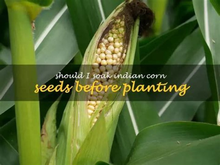 Should I soak my sweet corn seeds before planting?