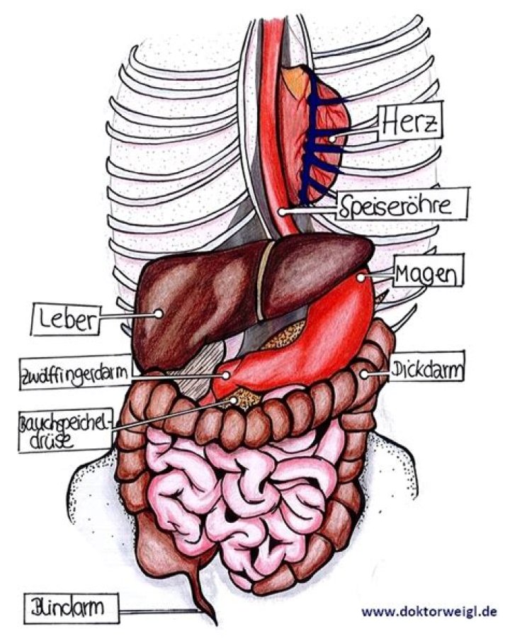 Welches Organ links unten?