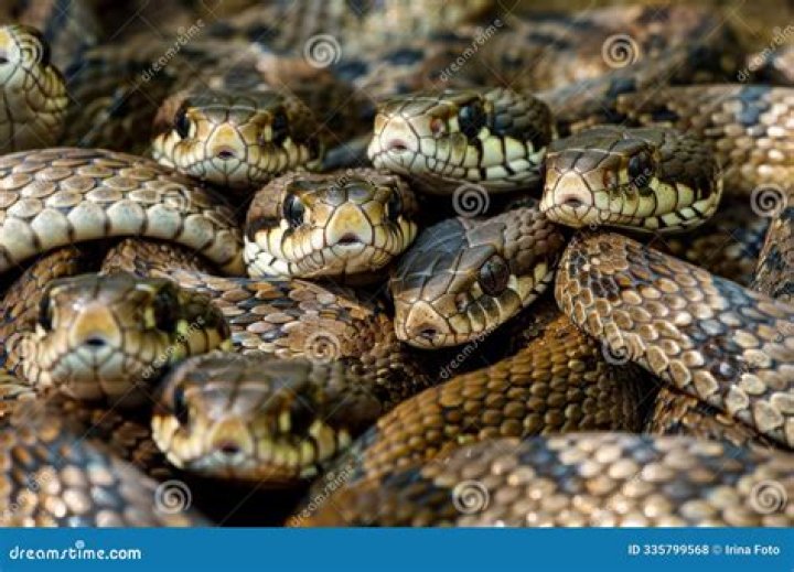 What's a group of rattlesnakes called?