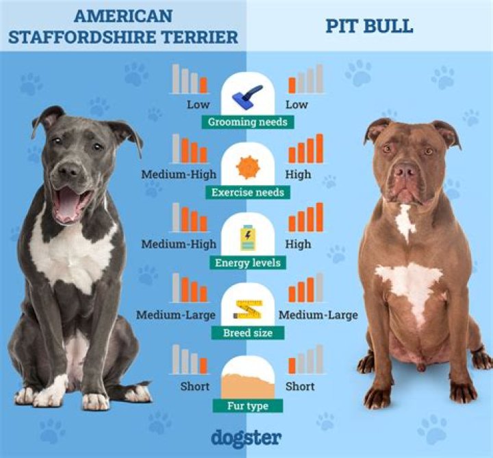 What's the difference between American Staffy and English Staffy?