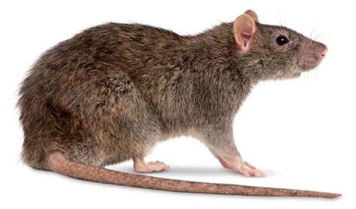 What animal has a tail like a rat?