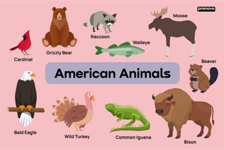 What animal is America known for?
