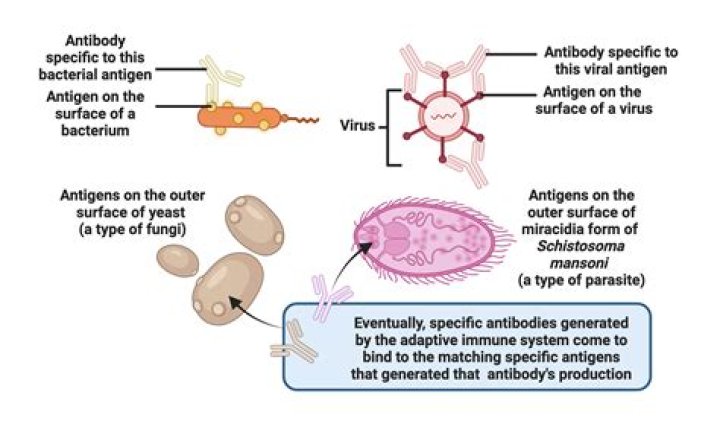 What antibodies can be found in the plasma?
