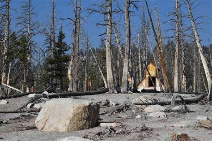 What are some examples of habitat destruction?