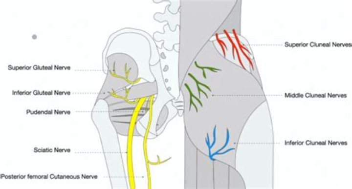 What are the Cluneal nerves?