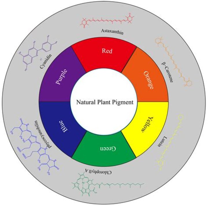 What are the four photosynthetic pigments?