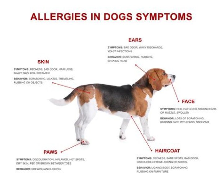 What are the symptoms of seasonal allergies in dogs?