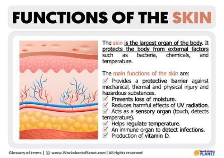 What are the three major functions of the skin quizlet?