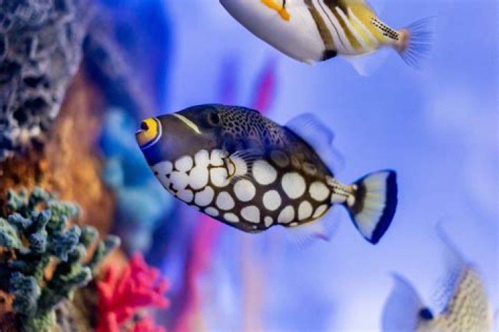 What butterfly fish are reef safe?