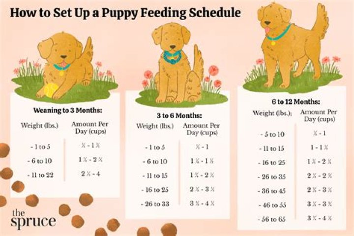 What can a 4 week old puppy do?