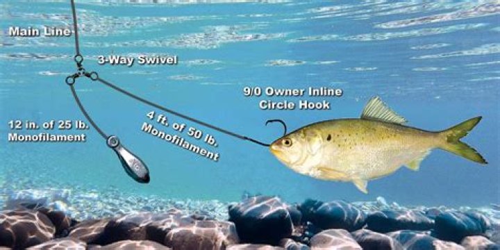 What can you catch with menhaden?