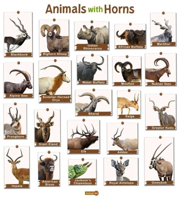 What chameleon has horns?