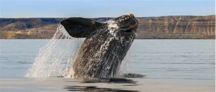 What do right whales eat?