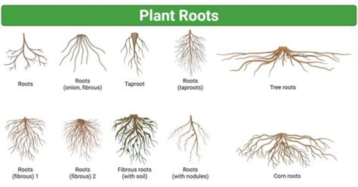 What do the roots AUD and Audi mean?