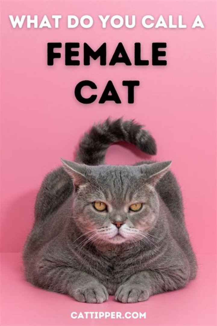 What do you call a female guru?
