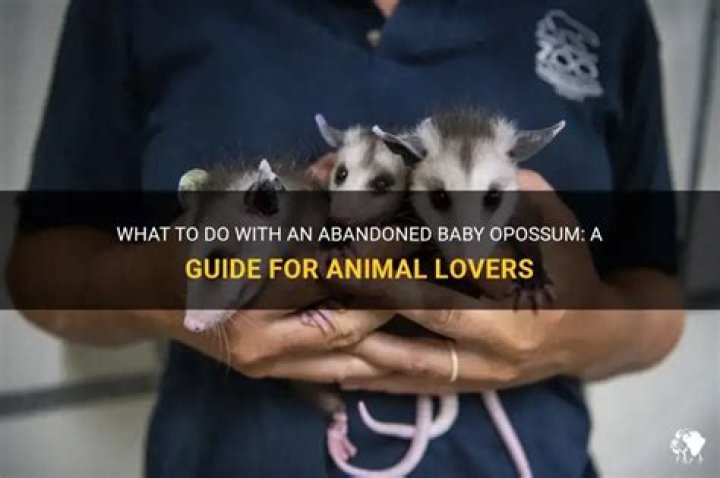 What do you do with an abandoned baby?