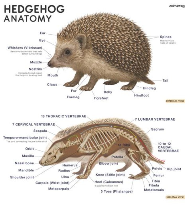 What does hedgehog gene do?