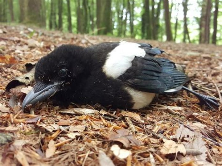 What does it mean if you find a dead magpie in your garden?