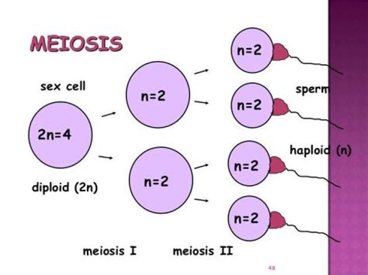 What does N and 2n mean?
