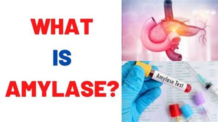 What does the word amylase mean?