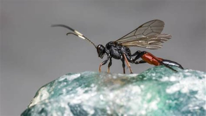 What eats a parasitic wasp?