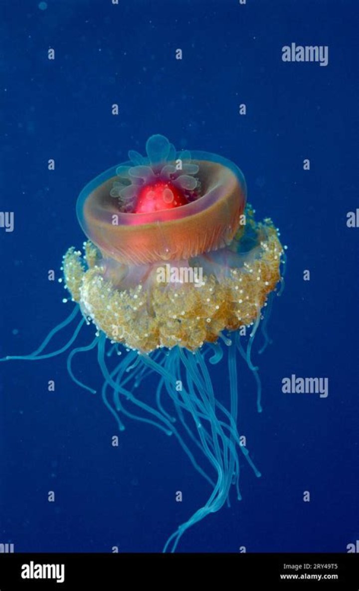 What eats crown jellyfish?