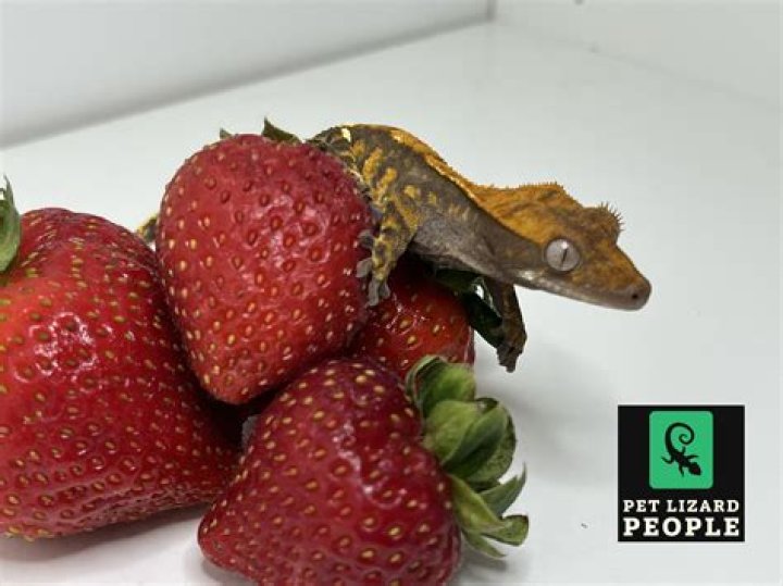 What fruit can gargoyle geckos eat?