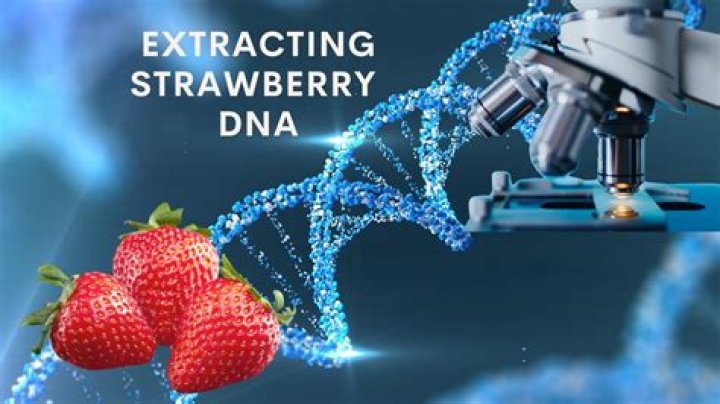 What has more DNA strawberries or bananas?