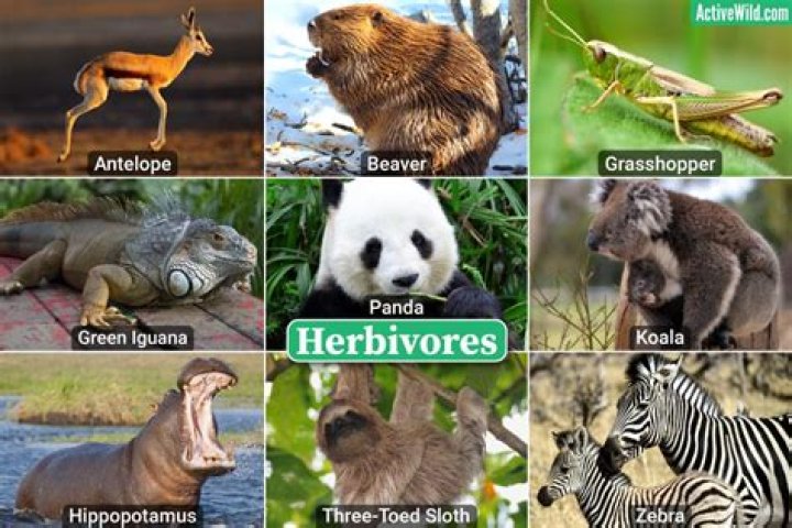 What herbivore lives in the desert?