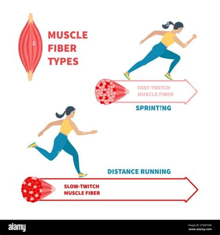 What is a difference between muscle twitch and muscle contraction?