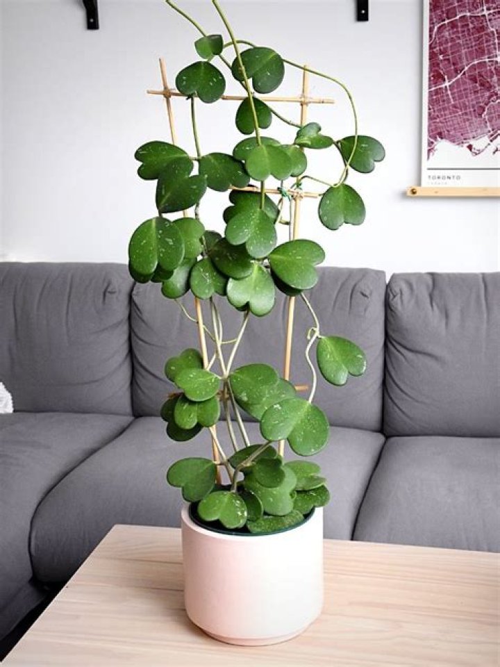 What is a heart-shaped plant?