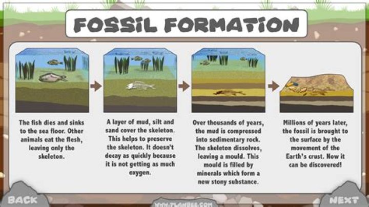 What is a language fossilization?