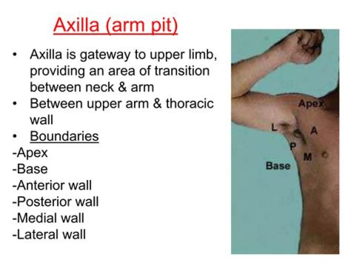 What is a right axilla?