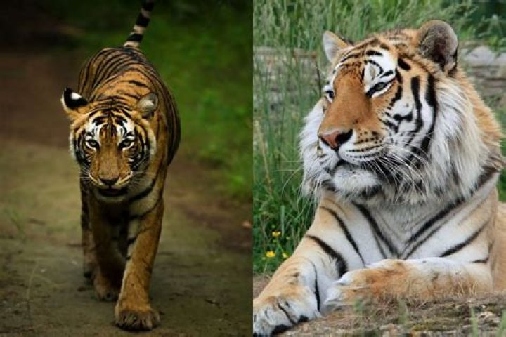 What is a Tiger's weakness?