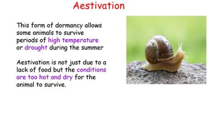 What is Aestivation snail?