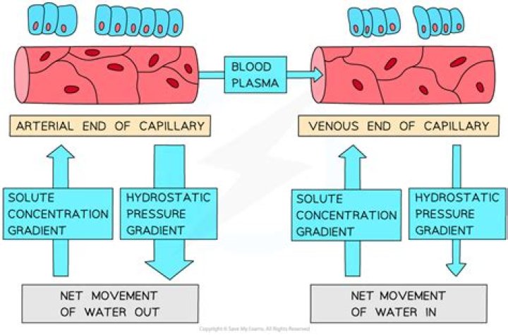 What is blood hydrostatic pressure?