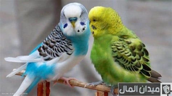 What is it like to own a parakeet?