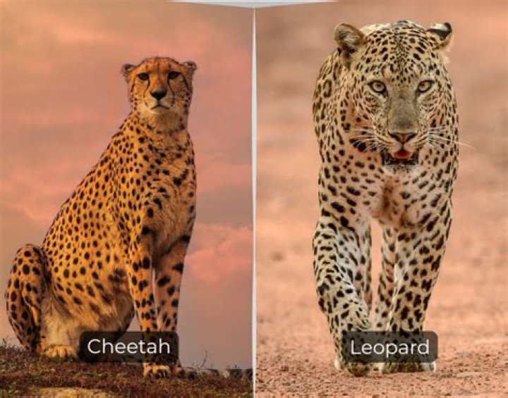 What is Leopard English?