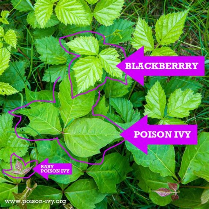 What is poison ivy's weakness?