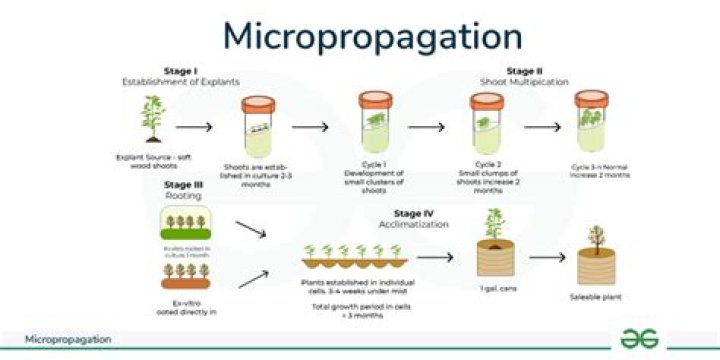 What is the difference between tissue culture and micropropagation?
